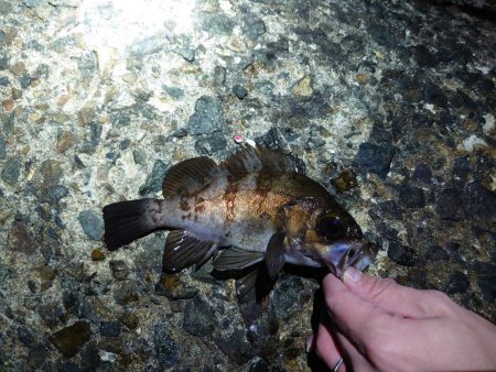 メバリングリベンジ