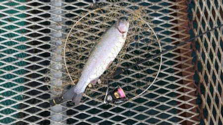 小島養魚場でトラウトサーモン☆