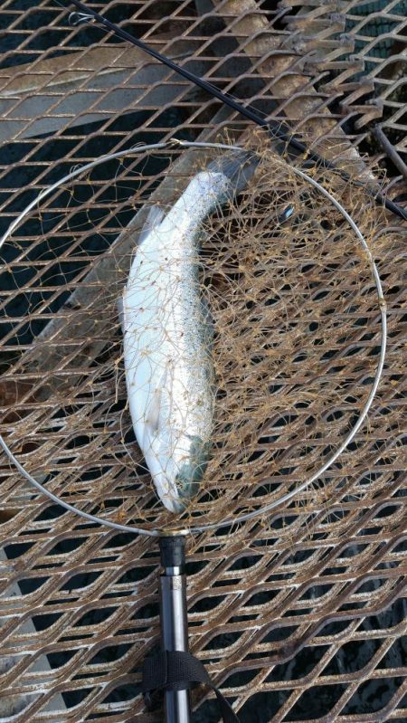 小島養魚場でトラウトサーモン狙い２☆