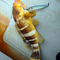 ジギング船青物は撃沈、高級魚ゲストゲット