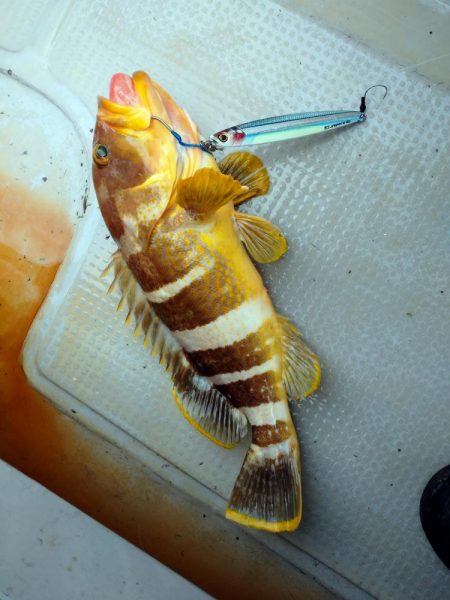 ジギング船青物は撃沈、高級魚ゲストゲット