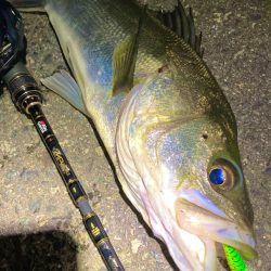 ロックフィッシュのはずがフッコさん