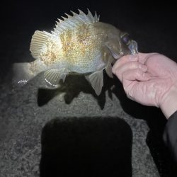 極寒のメバリング