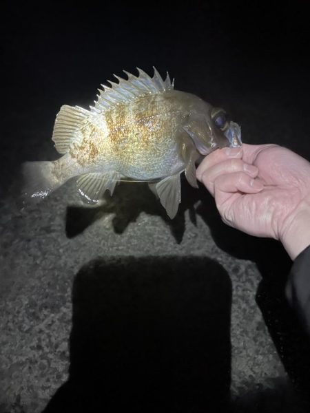 極寒のメバリング