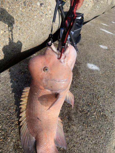 タンコブゲーム