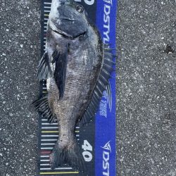 イチノ兄弟、釣果！