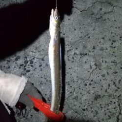 記録更新 大アナゴ