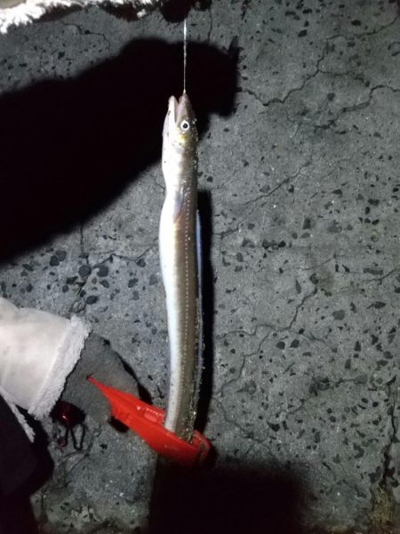 記録更新 大アナゴ