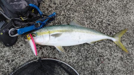 貰ったポッパーとペンシル投げたら釣れた。