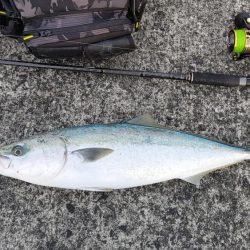 今日は一投目で釣れた。