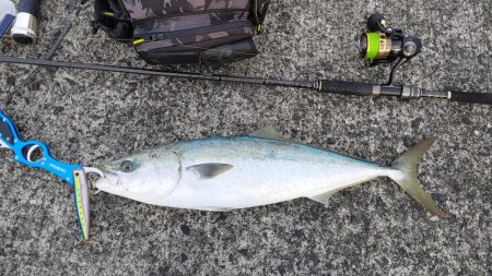 今日は一投目で釣れた。