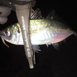 久しぶりのアジ