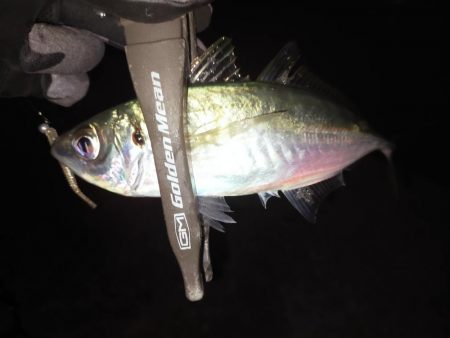 久しぶりのアジ