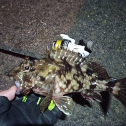 2022/02/03 南港ライトゲーム釣行