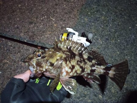 2022/02/03 南港ライトゲーム釣行…