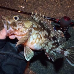 2022/02/07 南港ライトゲーム釣行