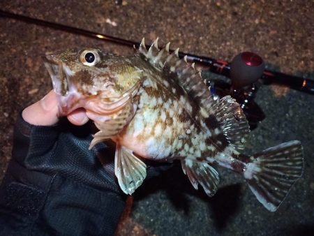 2022/02/07 南港ライトゲーム釣行…