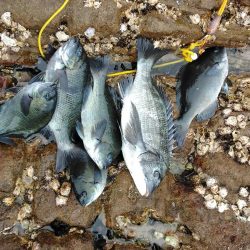 フカセ‥最高ですネ・・