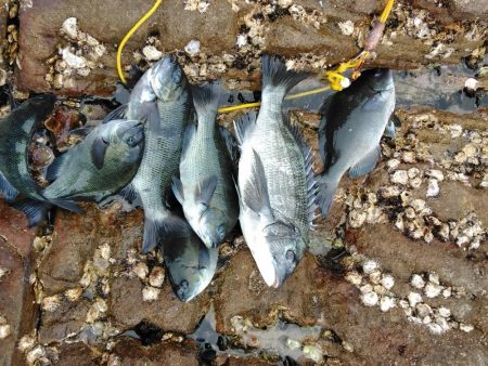 フカセ‥最高ですネ・・