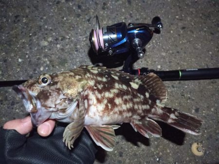 2022/02/09 南港ライトゲーム釣行…