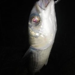 めっちゃ臭い奴!