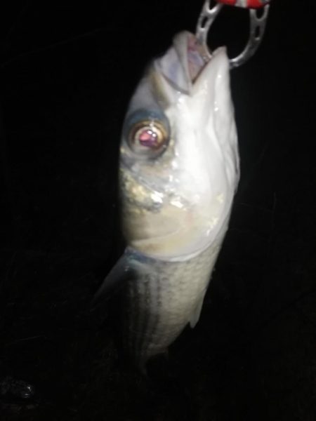 めっちゃ臭い奴！