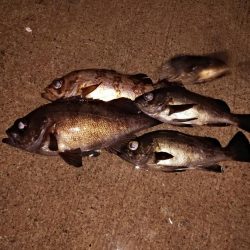 プラグでゲット