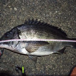 2022/02/12 南港ヘチ釣り