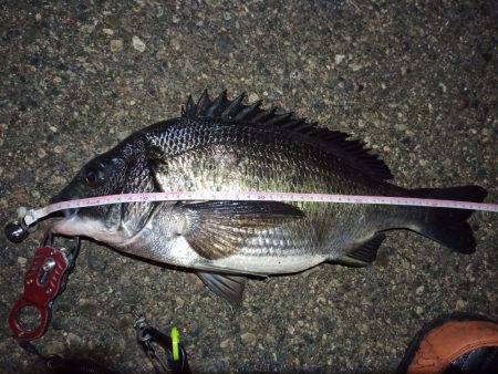 2022/02/12 南港ヘチ釣り