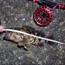 2022/02/20 南港ヘチ釣り釣行