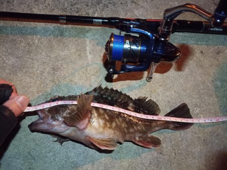 2022/02/22 南港ライトゲーム釣行…