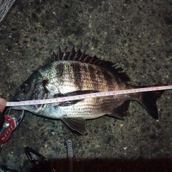 2022/02/26 南港ヘチ釣り釣行