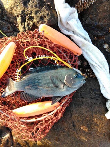 フカセ‥最高ですネ・・