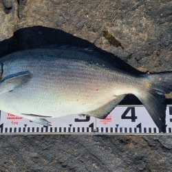 和歌山市江(吉丸渡船)で磯フカセ