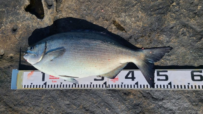 和歌山市江(吉丸渡船)で磯フカセ