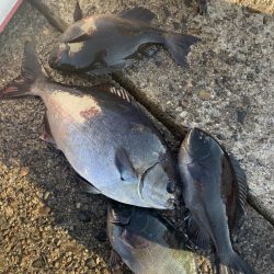 和歌山市江(吉丸渡船)で磯フカセ