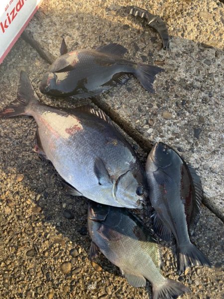 和歌山市江（吉丸渡船）で磯フカセ