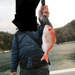 サゴシ狙いで連子鯛