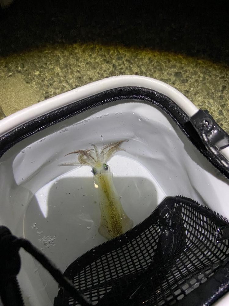 初ライトエギング