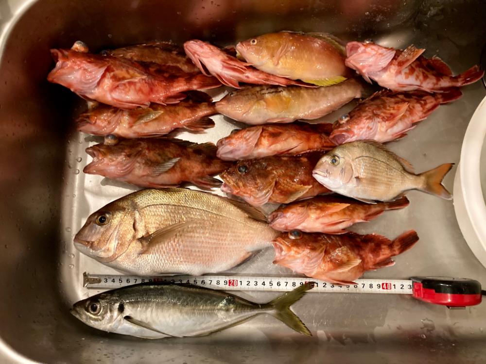 胴突きアジ 〜ガシラ、三邦丸さん初乗船