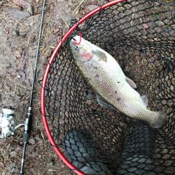 またもや庄原トラウト