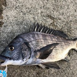 朝マヅメからエビ撒き