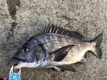 朝マヅメからエビ撒き