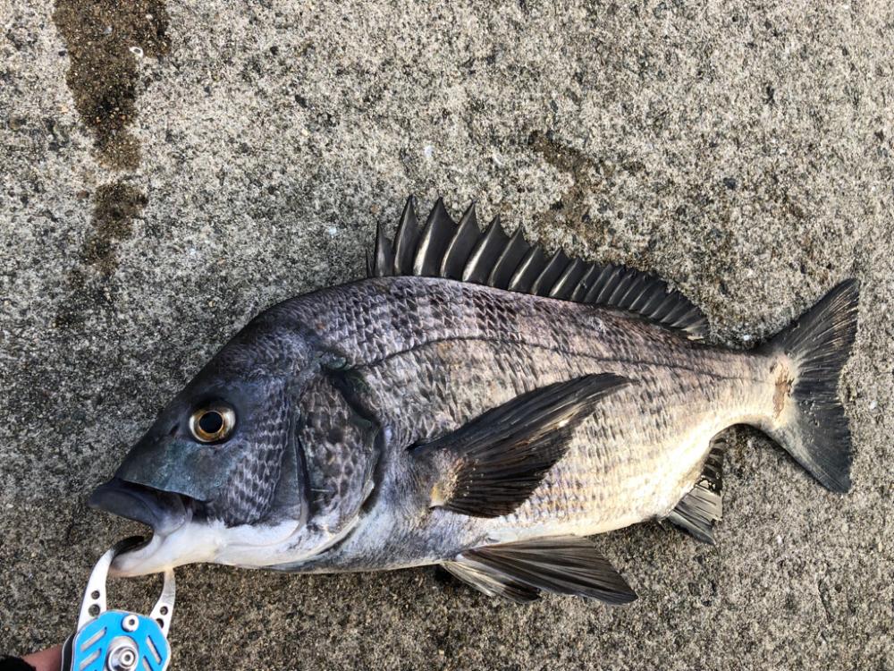 朝マヅメからエビ撒き