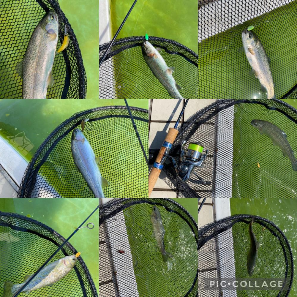 土日明けの月曜日エリアトラウト  かめプー