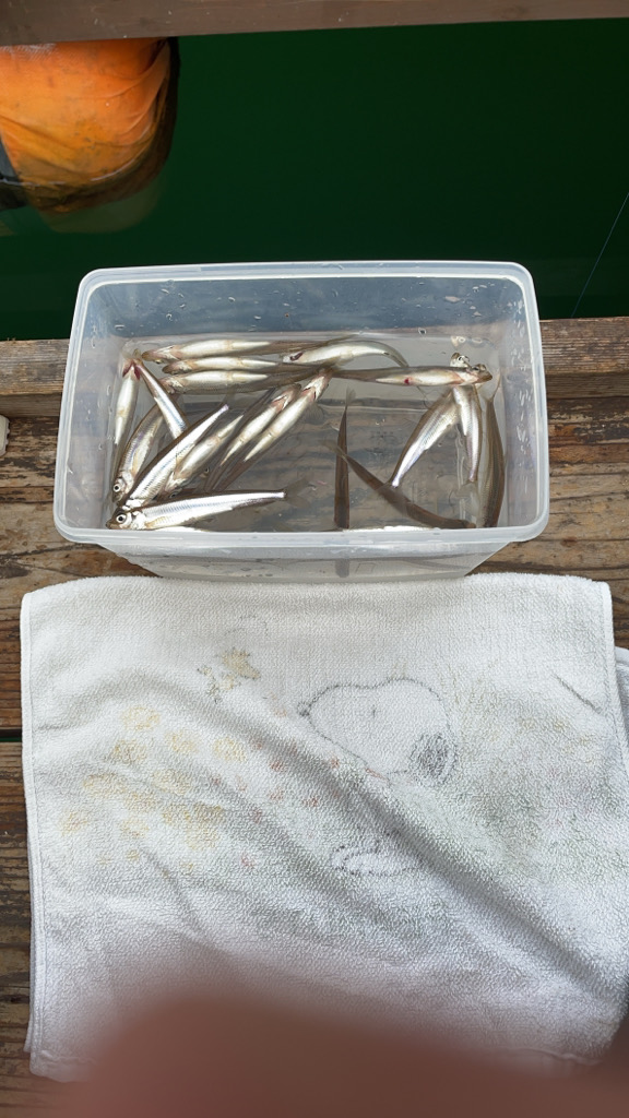 生野銀山湖にてワカサギ初挑戦