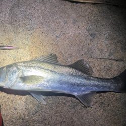 シーバスマルチヒット