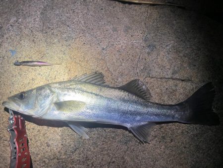 シーバスマルチヒット