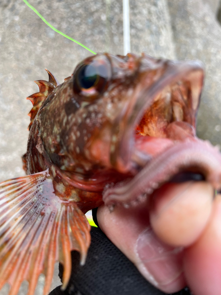 厳しい穴釣り#3