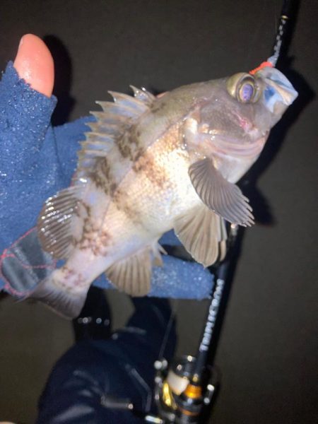 やっと始まった今期のメバル釣行